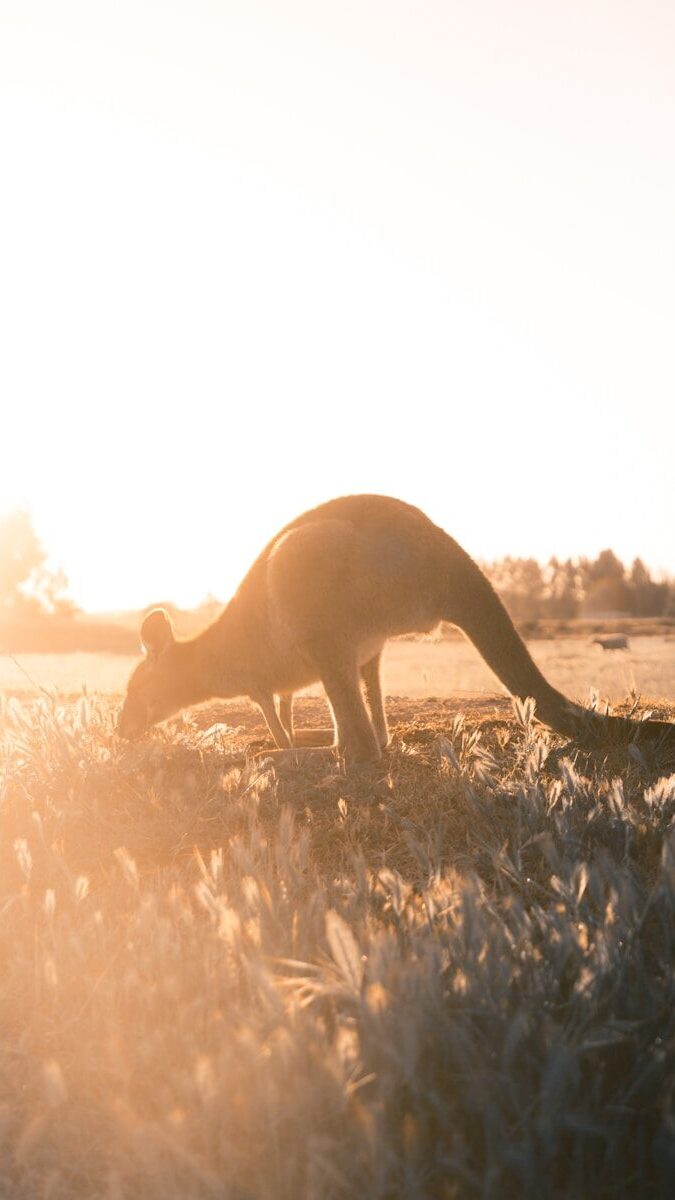 brown joey on grass field