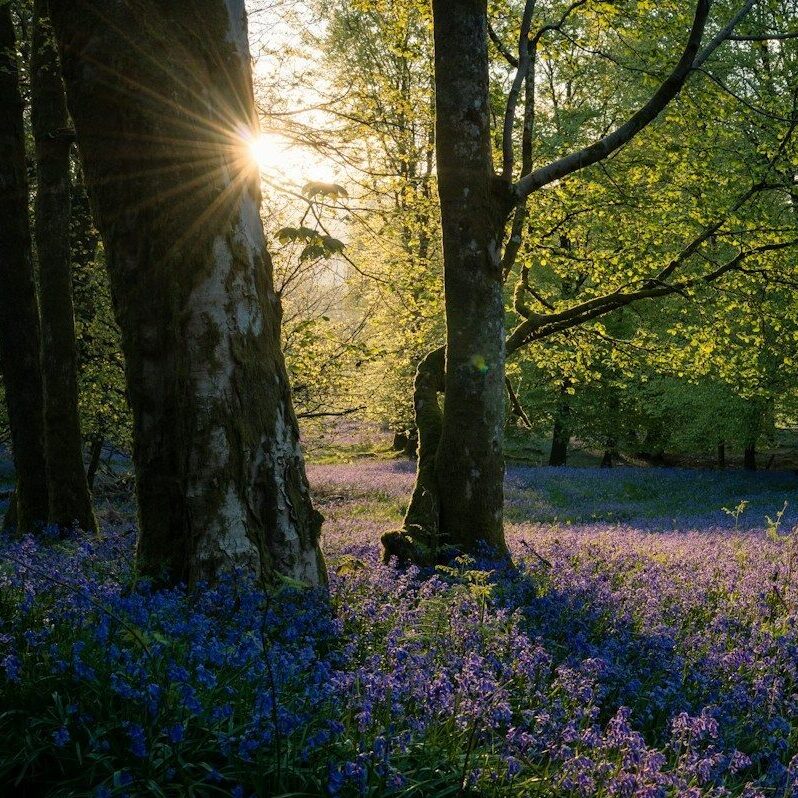 purple petaled flowers near trees