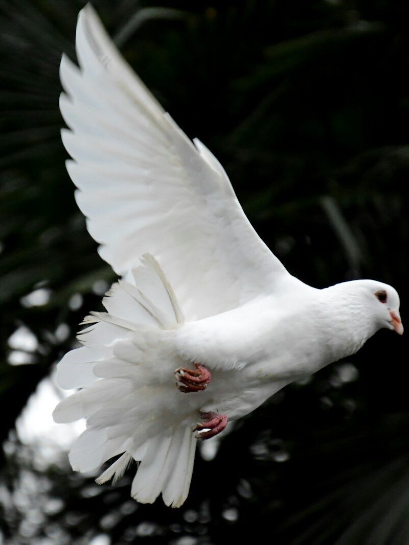 two white doves flying