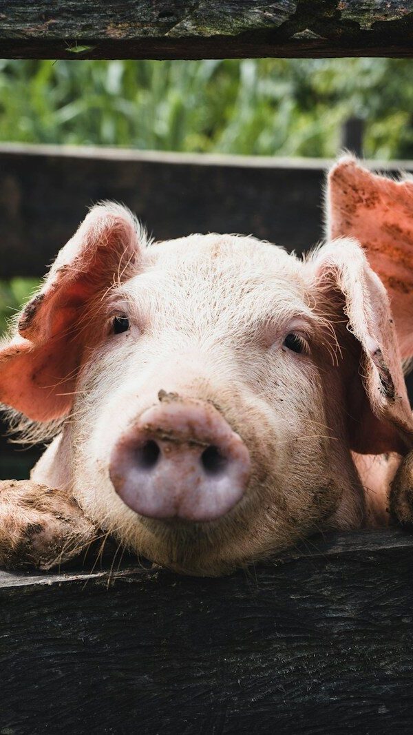 a couple of pigs that are laying down
