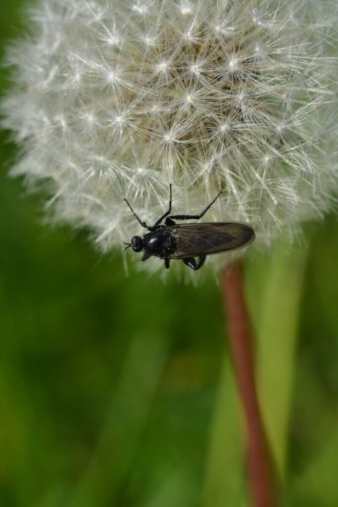 a bug sitting on top of a dandelion