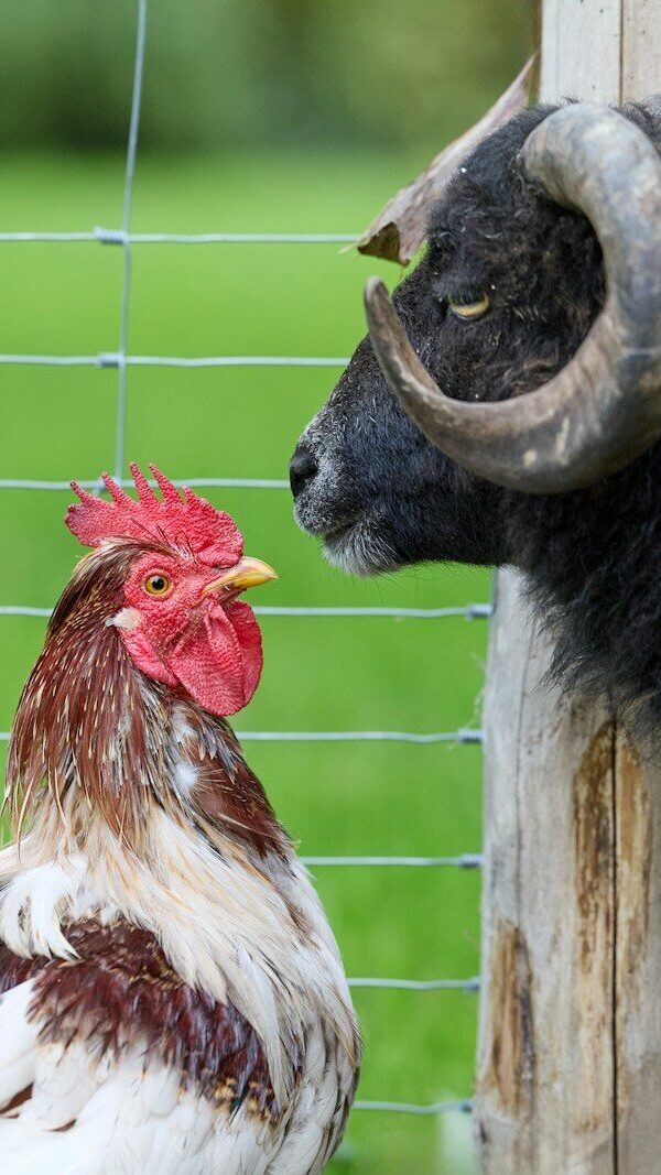 Rooster and ram facing each other by fence