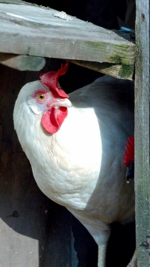 a white chicken with a red comb sticking out of its hole