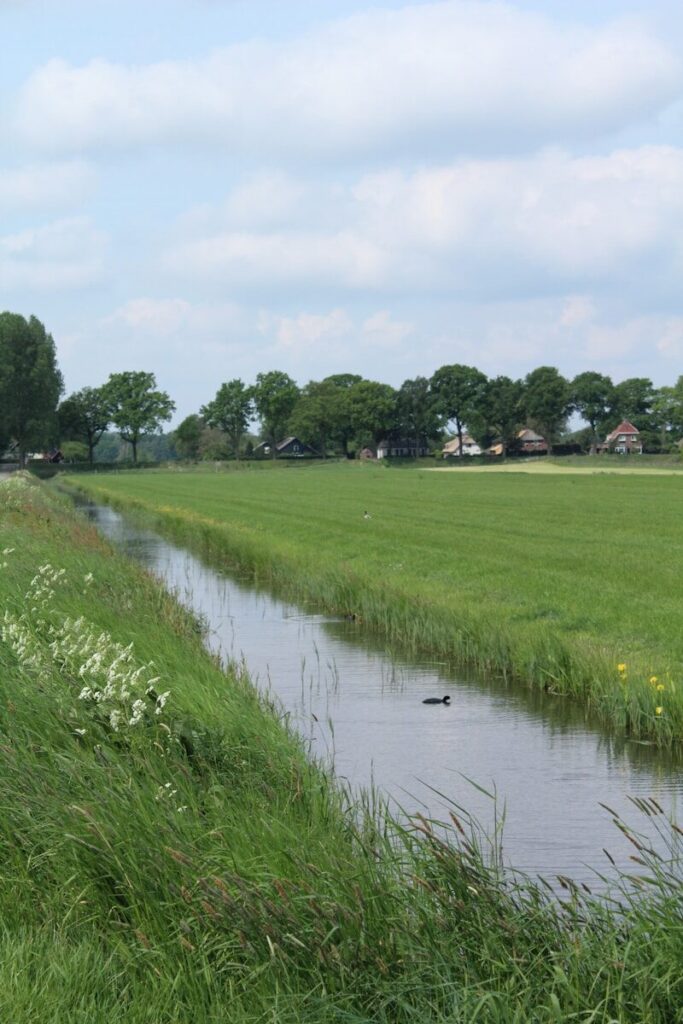 A duck swims in a canal through green fields.