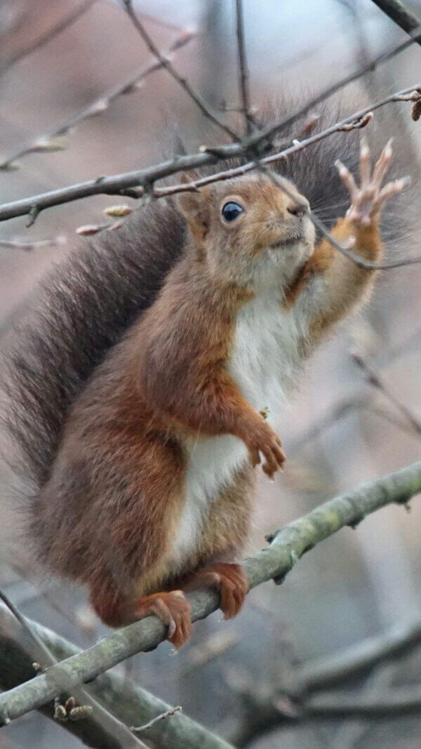a squirrel sitting on top of a tree branch