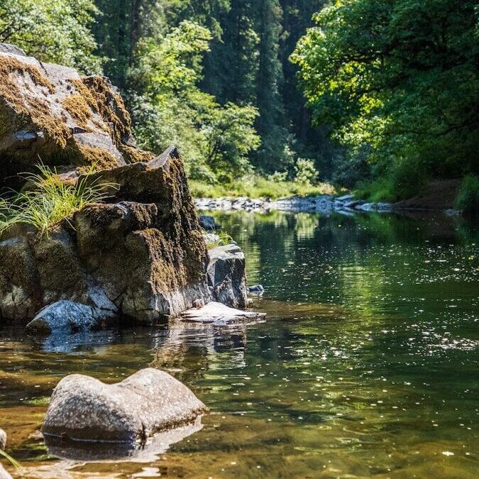green trees beside river during daytime