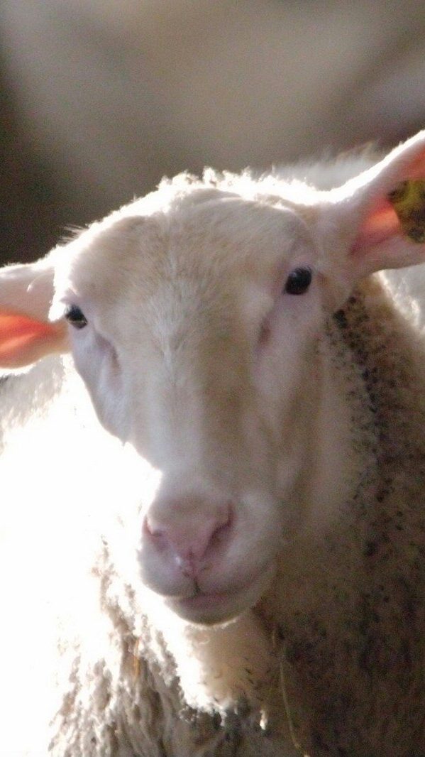 a close up of a sheep with other sheep in the background