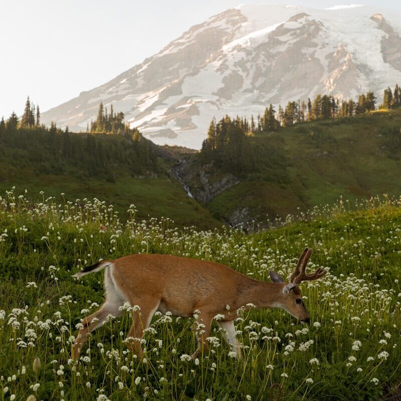 A deer walks through wildflowers near a snowy mountain.