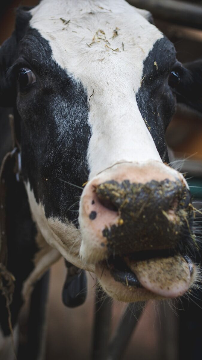a close up of a cow's face and nose