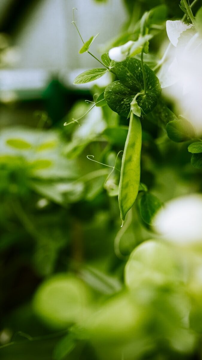 green leaf plant with water droplets