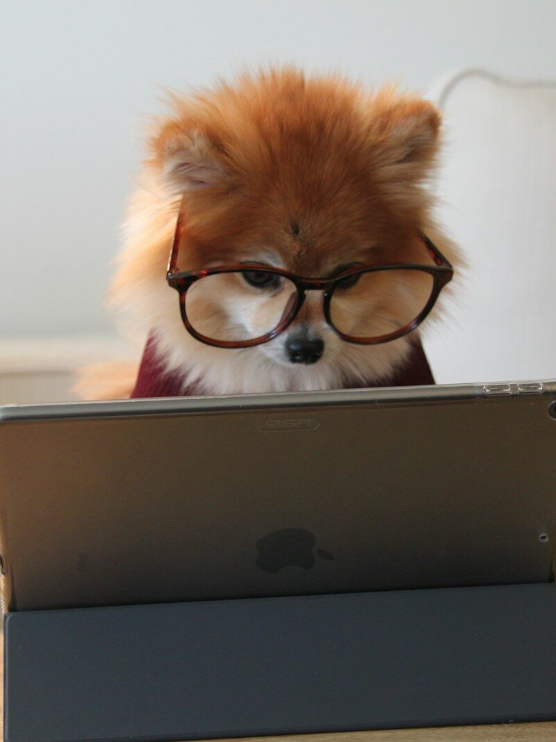 brown and white long coated small dog wearing eyeglasses on black laptop computer