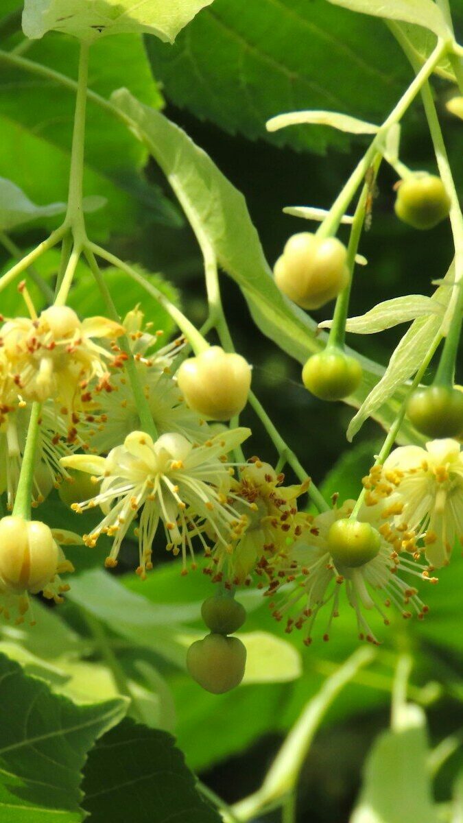 a close up of a bunch of flowers on a tree