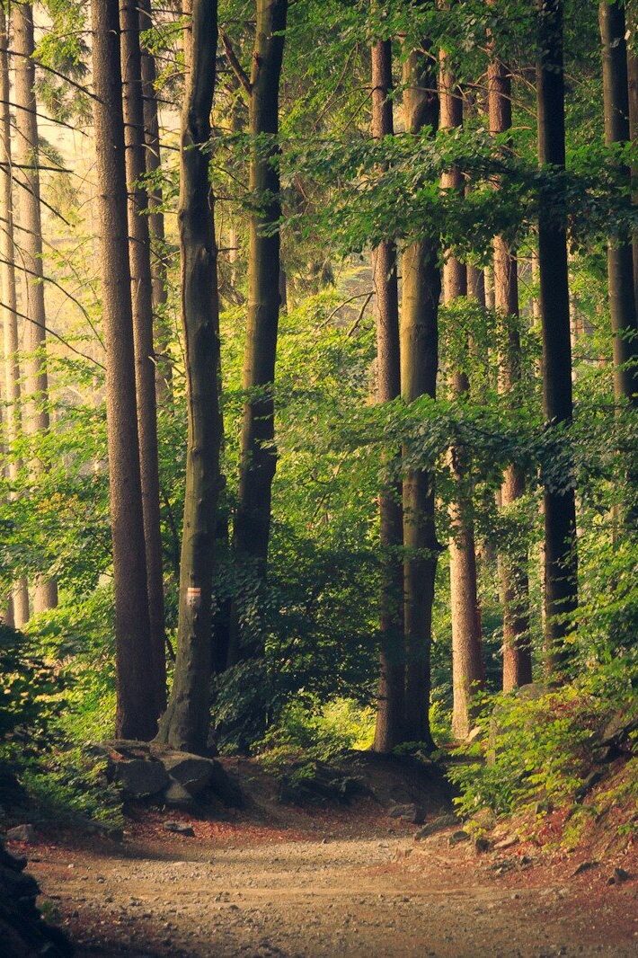 forest trees