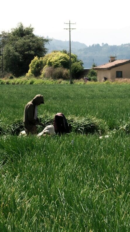 a group of people working in a field