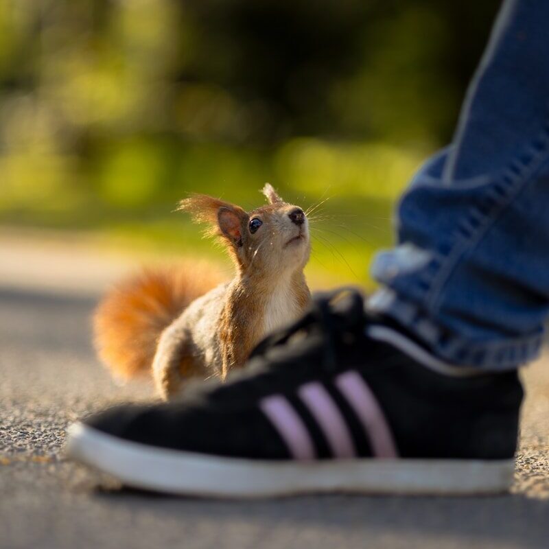 a small squirrel sitting on top of a persons shoe