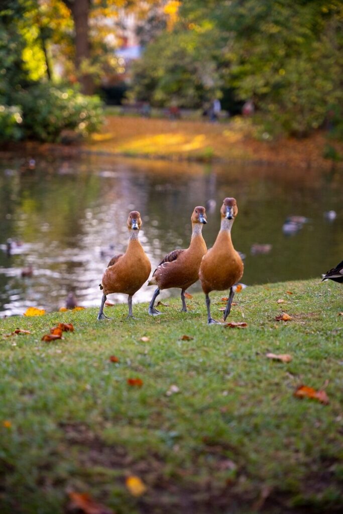 a group of ducks walking on grass by a pond