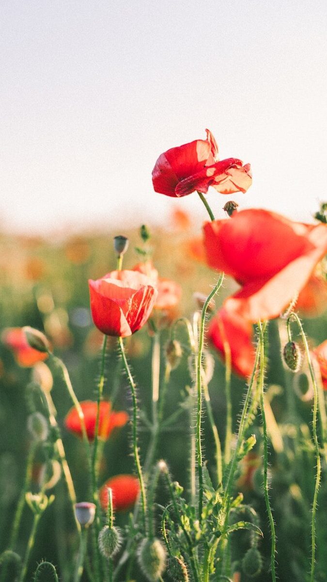 Field of red poppies at sunset