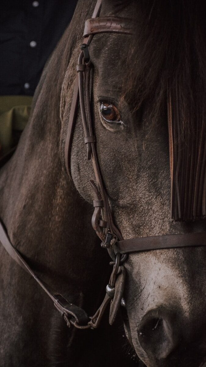 brown horse