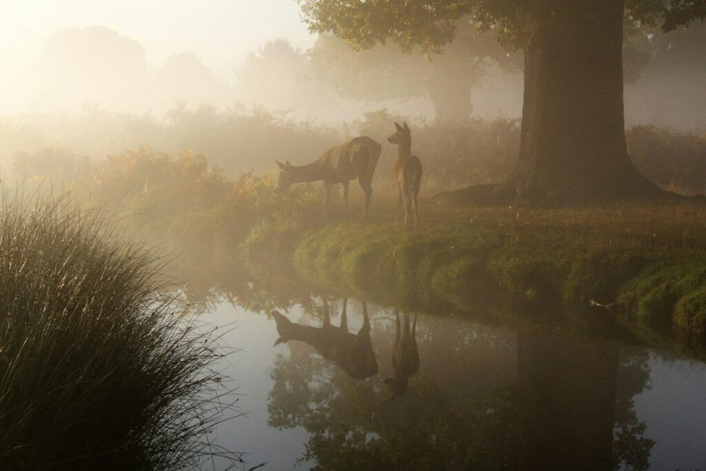 brown animal near body of water