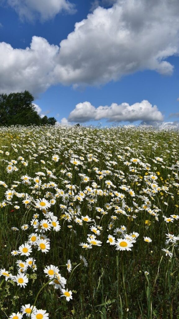 a field of daisies under a cloudy blue sky