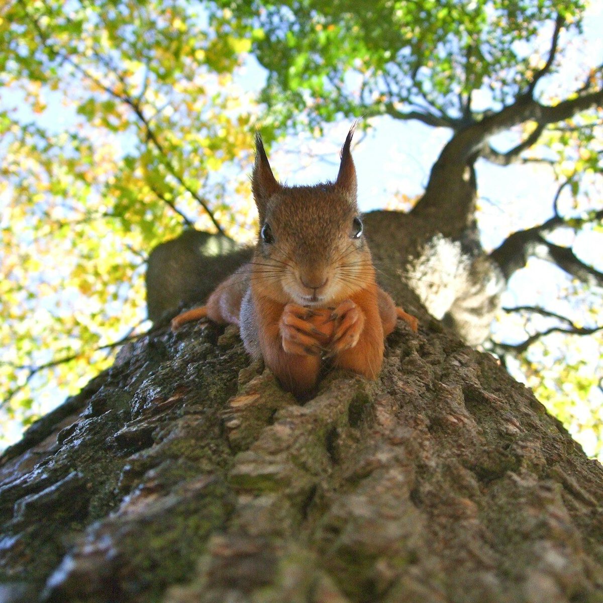 brown squirrel on green leafed tree