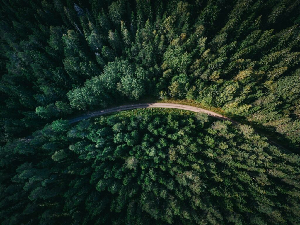 aerial shot of road surrounded by green trees