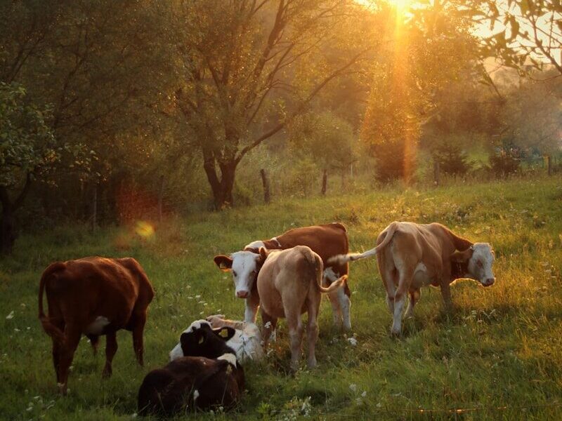 herd of cattle standing on green grass