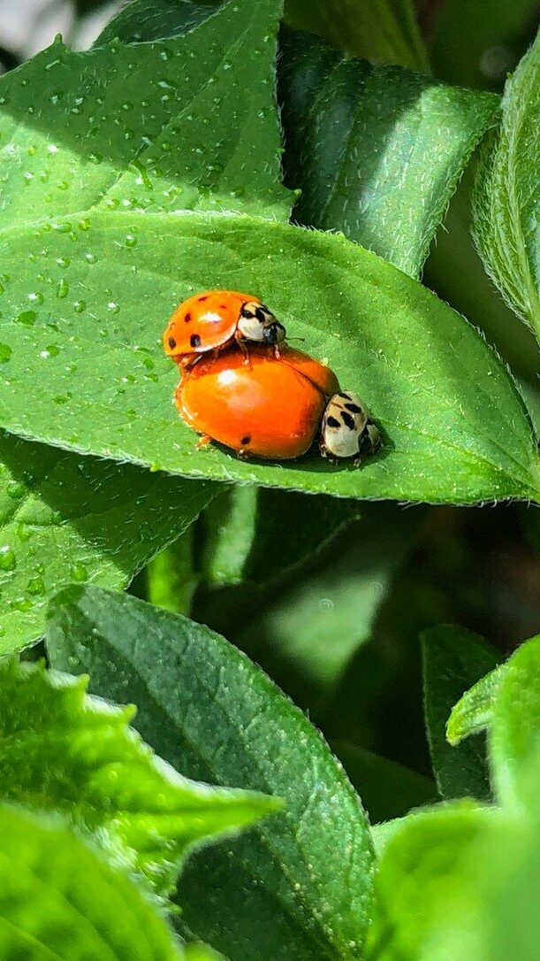 red and black ladybug on green leaf