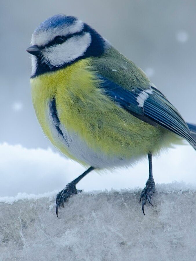 yellow and green bird