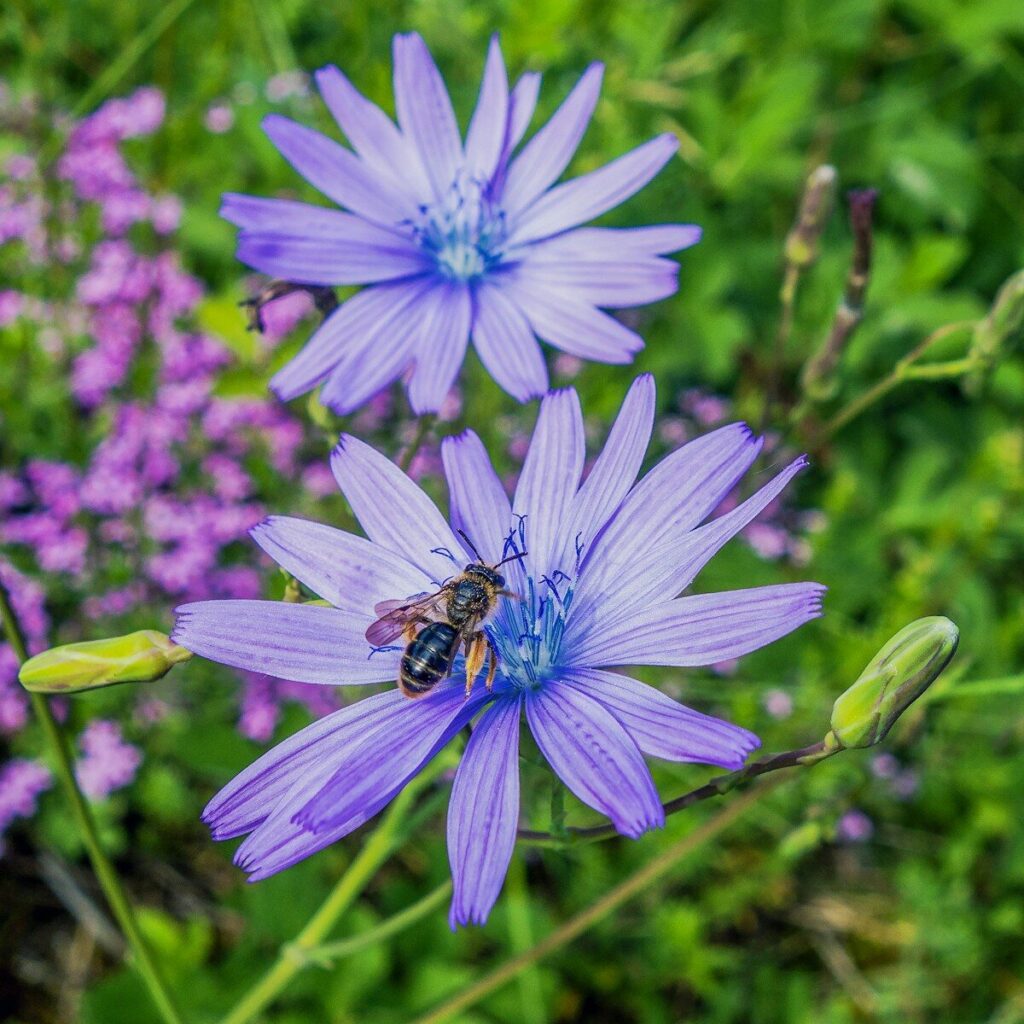 a bee on a flower