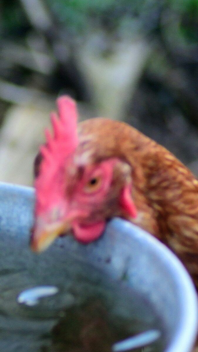brown chicken on gray round container