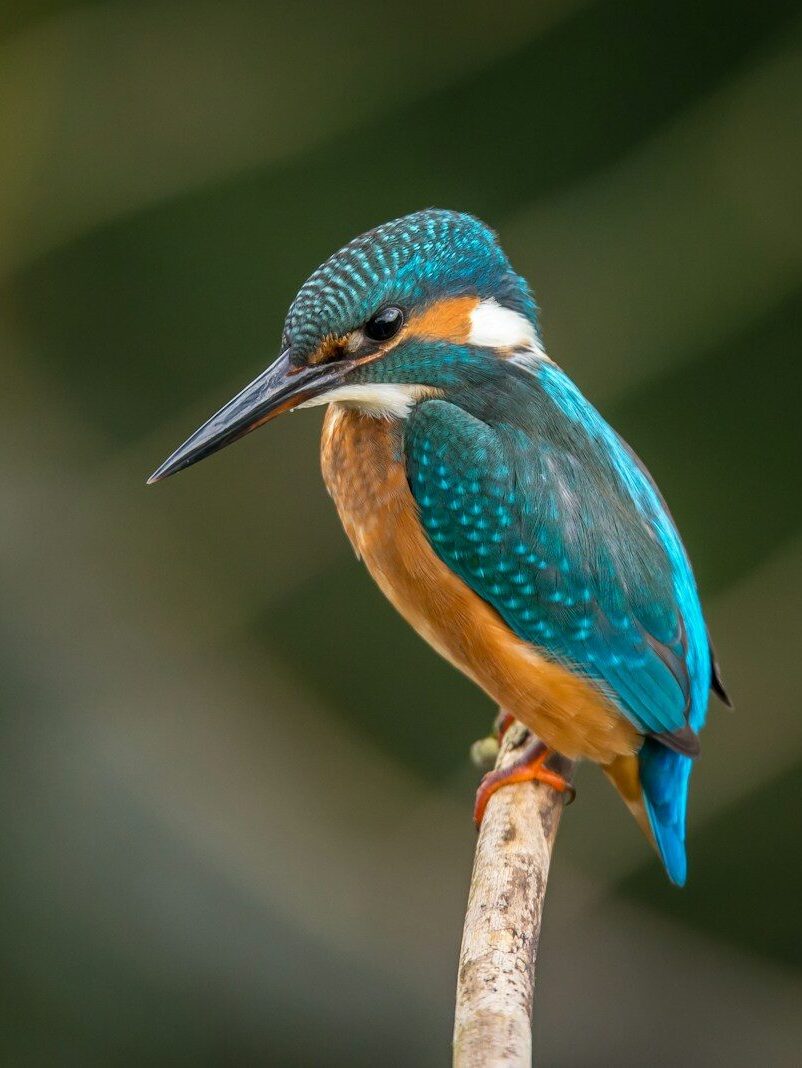 selective focus photography of blue kingfisher
