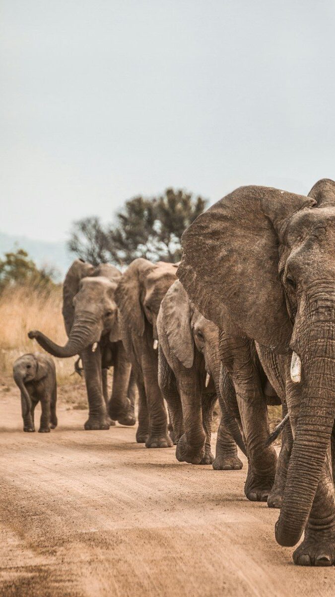 elephants on road