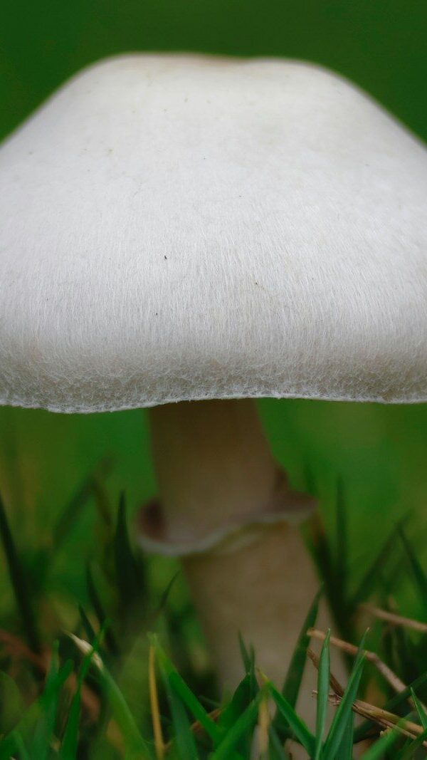 A single white mushroom grows in green grass.